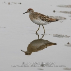 Calidris acuminata at Culburra Beach, NSW - 30 Jan 2019