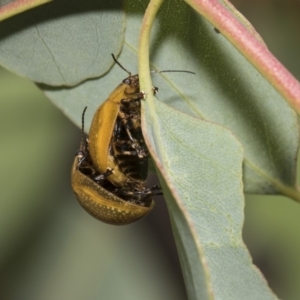 Paropsisterna cloelia at Hawker, ACT - 5 Feb 2019