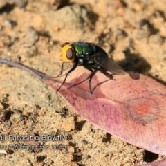 Amenia sp. (genus) (Yellow-headed Blowfly) at Kioloa, NSW - 1 Feb 2019 by CharlesDove