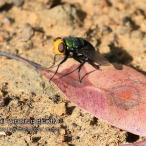 Amenia sp. (genus) at Kioloa, NSW - 1 Feb 2019