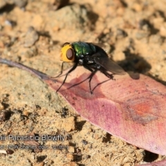 Amenia sp. (genus) (Yellow-headed Blowfly) at Kioloa, NSW - 31 Jan 2019 by Charles Dove
