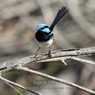 Malurus cyaneus (Superb Fairywren) at Mollymook Beach, NSW - 2 Feb 2019 by CharlesDove