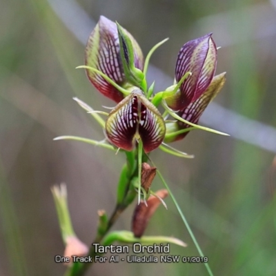Cryptostylis erecta (Bonnet Orchid) at Ulladulla Reserves Bushcare - 28 Jan 2019 by CharlesDove
