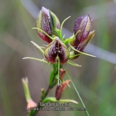 Cryptostylis erecta (Bonnet Orchid) at One Track For All - 28 Jan 2019 by CharlesDove