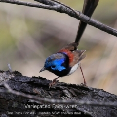 Malurus lamberti (Variegated Fairywren) at Ulladulla Reserves Bushcare - 28 Jan 2019 by CharlesDove