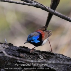 Malurus lamberti (Variegated Fairywren) at One Track For All - 28 Jan 2019 by CharlesDove