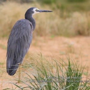 Egretta novaehollandiae at Culburra Beach, NSW - 30 Jan 2019