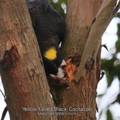 Zanda funerea (Yellow-tailed Black-Cockatoo) at Mollymook Beach, NSW - 28 Jan 2019 by CharlesDove