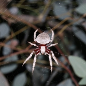 Hortophora sp. (genus) at Majura, ACT - 2 Feb 2019 08:26 PM