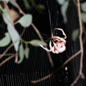 Hortophora sp. (genus) at Majura, ACT - 2 Feb 2019 08:26 PM