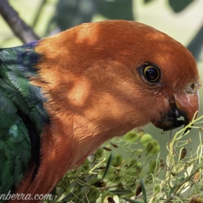 Alisterus scapularis (Australian King-Parrot) at Hughes, ACT - 2 Feb 2019 by BIrdsinCanberra