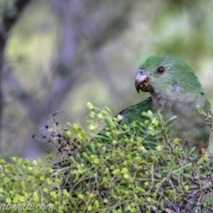 Alisterus scapularis at Hughes, ACT - 3 Feb 2019