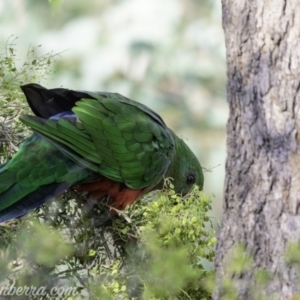 Alisterus scapularis at Hughes, ACT - 3 Feb 2019