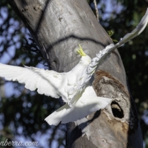 Cacatua galerita at Deakin, ACT - 3 Feb 2019