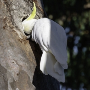 Cacatua galerita at Deakin, ACT - 3 Feb 2019