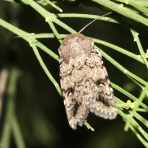 Proteuxoa capularis at Ainslie, ACT - 2 Feb 2019 08:33 PM