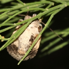 Proteuxoa capularis at Ainslie, ACT - 2 Feb 2019 08:33 PM