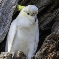 Cacatua galerita (Sulphur-crested Cockatoo) at Red Hill Nature Reserve - 2 Feb 2019 by BIrdsinCanberra