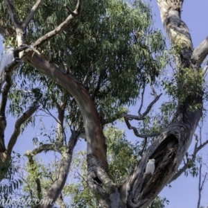 Cacatua galerita at Deakin, ACT - 3 Feb 2019