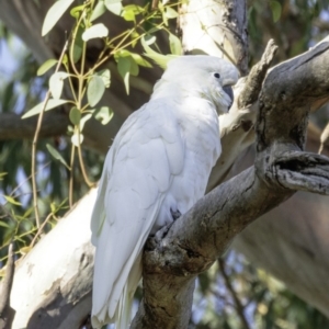 Cacatua galerita at Deakin, ACT - 3 Feb 2019 09:08 AM