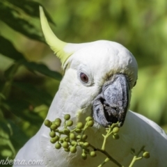 Cacatua galerita (Sulphur-crested Cockatoo) at Hughes, ACT - 3 Feb 2019 by BIrdsinCanberra