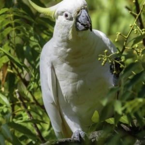 Cacatua galerita at Hughes, ACT - 3 Feb 2019 09:18 AM