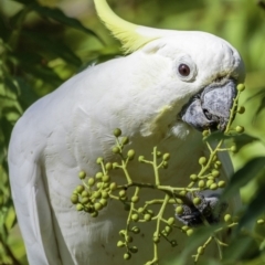 Cacatua galerita at Hughes, ACT - 3 Feb 2019