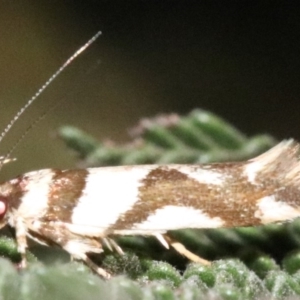 Macrobathra desmotoma at Ainslie, ACT - 2 Feb 2019