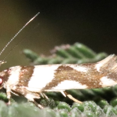 Macrobathra desmotoma ( A Cosmet moth) at Mount Ainslie - 2 Feb 2019 by jb2602