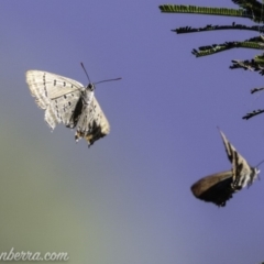 Jalmenus ictinus (Stencilled Hairstreak) at Red Hill Nature Reserve - 2 Feb 2019 by BIrdsinCanberra