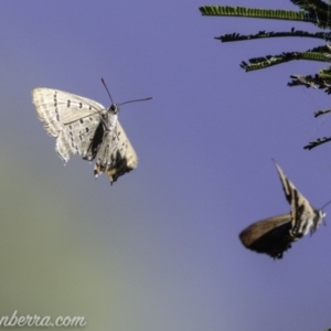 Jalmenus ictinus at Deakin, ACT - 3 Feb 2019 08:50 AM