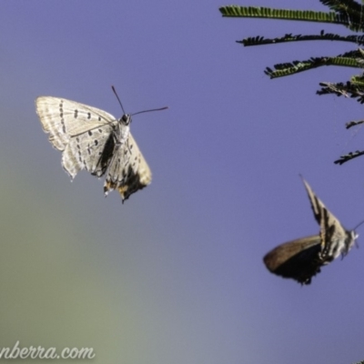Jalmenus ictinus (Stencilled Hairstreak) at Deakin, ACT - 3 Feb 2019 by JonSteinbeck