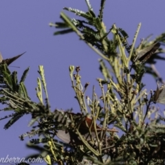 Jalmenus ictinus at Deakin, ACT - 3 Feb 2019 08:50 AM