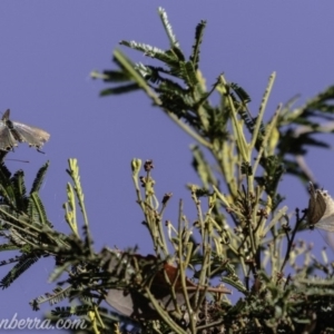 Jalmenus ictinus at Deakin, ACT - 3 Feb 2019 08:50 AM