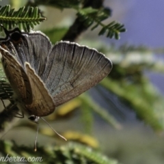 Jalmenus ictinus at Deakin, ACT - 3 Feb 2019 08:50 AM