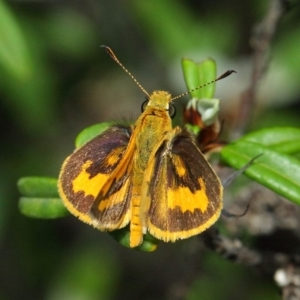 Ocybadistes walkeri at Acton, ACT - 5 Feb 2019 11:54 AM