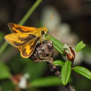 Ocybadistes walkeri at Acton, ACT - 5 Feb 2019 11:54 AM