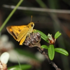 Ocybadistes walkeri at Acton, ACT - 5 Feb 2019 11:54 AM