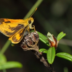 Ocybadistes walkeri at Acton, ACT - 5 Feb 2019 11:54 AM