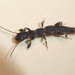 Metoligotoma sp. (genus) (Webspinner) at Kambah, ACT - 6 Feb 2019 by HarveyPerkins