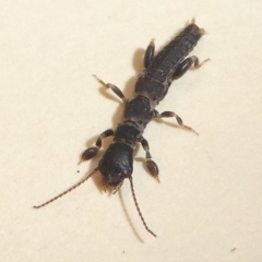 Metoligotoma sp. (genus) at Kambah, ACT - 6 Feb 2019 07:03 AM