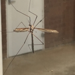 Tipuloidea sp. (superfamily) (Crane Fly) at Paddys River, ACT - 5 Feb 2019 by davobj