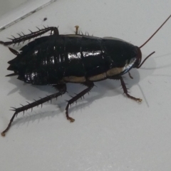 Drymaplaneta communis (Eastern Wood Runner, Common Shining Cockroach) at Kambah, ACT - 5 Feb 2019 by HarveyPerkins