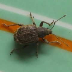 Phlyctinus callosus (Garden weevil) at Kambah, ACT - 4 Feb 2019 by HarveyPerkins