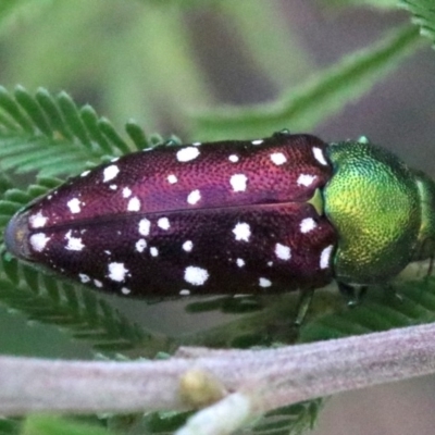 Diphucrania leucosticta (White-flecked acacia jewel beetle) at Mount Ainslie - 4 Feb 2019 by jb2602