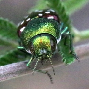 Diphucrania leucosticta at Campbell, ACT - 4 Feb 2019 01:32 PM