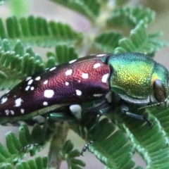 Diphucrania leucosticta at Campbell, ACT - 4 Feb 2019 01:32 PM