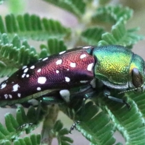 Diphucrania leucosticta at Campbell, ACT - 4 Feb 2019 01:32 PM