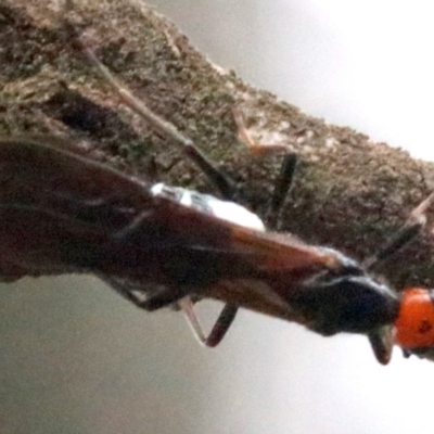 Callibracon capitator (White Flank Black Braconid Wasp) at Ainslie, ACT - 4 Feb 2019 by jb2602