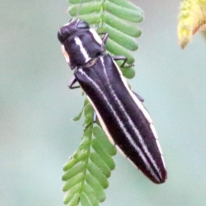 Agrilus hypoleucus at Ainslie, ACT - 4 Feb 2019